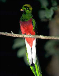 The quetzal was a sacred symbol to the Aztecs and the Mayas